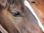 Horses Saratoga Horses Saratoga
