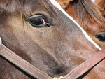 Horses Horses